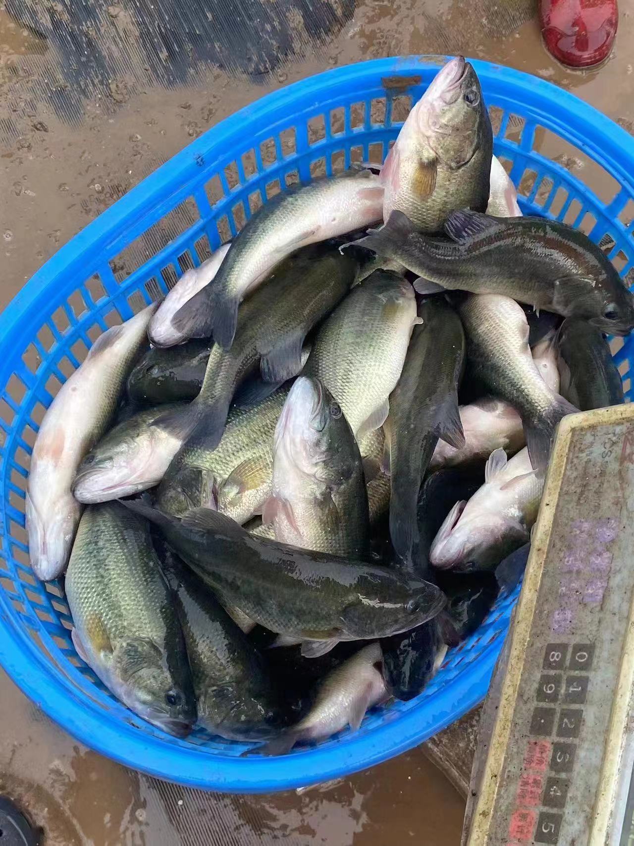水產(chǎn)養(yǎng)殖納米銀抗菌水溶液實(shí)用反饋，效果明顯！
