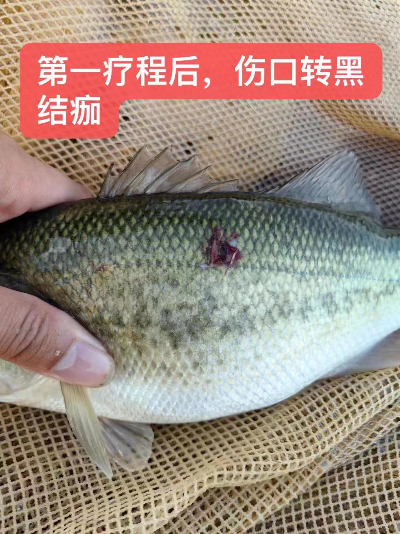 水產(chǎn)養(yǎng)殖納米銀抗菌水溶液實(shí)用反饋，效果明顯！
