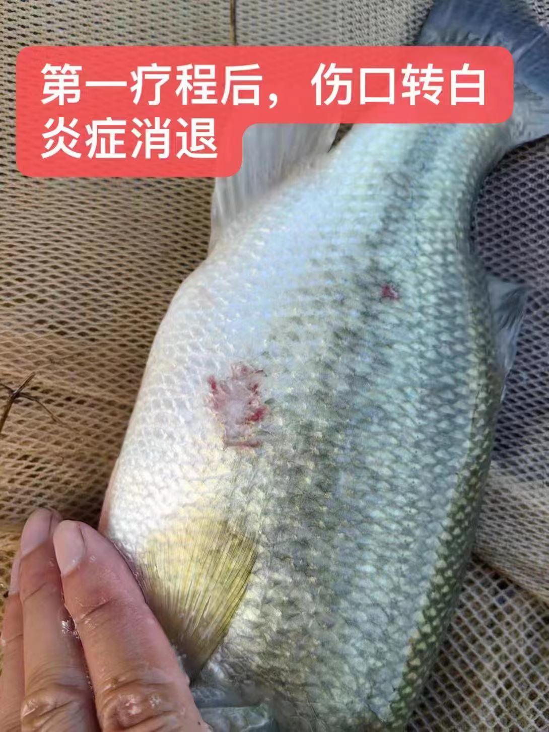 水產(chǎn)養(yǎng)殖納米銀抗菌水溶液實(shí)用反饋，效果明顯！